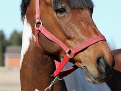 Antti-poni